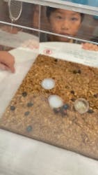 特別展 『昆虫 MANIAC』に投稿された画像（2025/9/23）