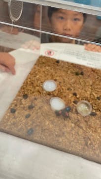 特別展 『昆虫 MANIAC』に投稿された画像（2025/9/23）