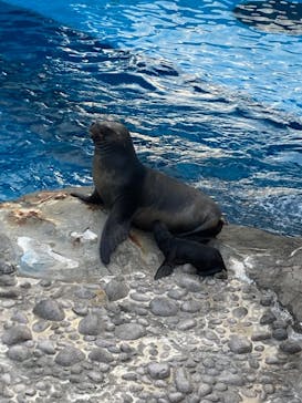 横浜・八景島シーパラダイスに投稿された画像（2025/9/23）
