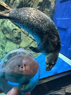 新江ノ島水族館に投稿された画像（2025/9/23）