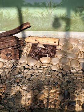 世界淡水魚園水族館　アクア・トトぎふに投稿された画像（2025/9/23）