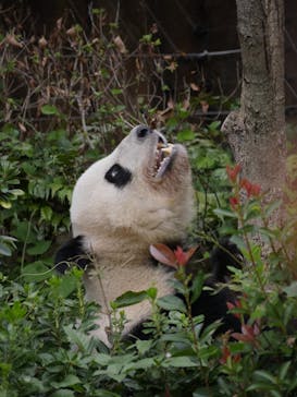 恩賜上野動物園に投稿された画像（2025/9/23）