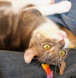 猫カフェモカ　吉祥寺店に投稿された画像（2025/9/23）