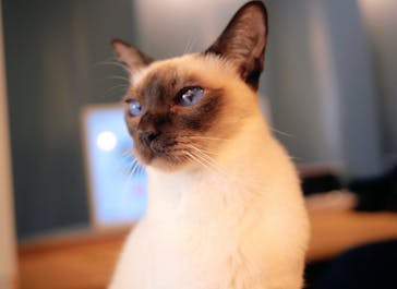 猫カフェモカ　吉祥寺店に投稿された画像（2025/9/23）