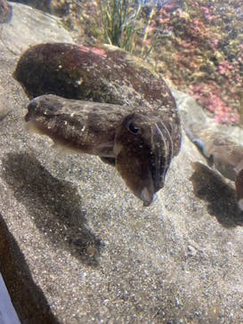 鴨川シーワールドに投稿された画像（2025/9/23）