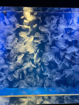 鴨川シーワールドに投稿された画像（2025/9/23）