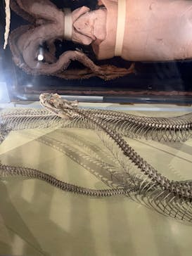 国立科学博物館に投稿された画像（2025/9/23）