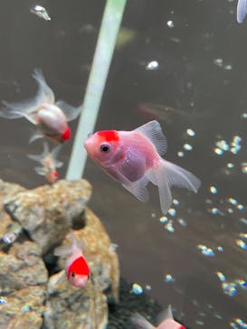 NARA KINGYO MUSEUMに投稿された画像（2025/9/23）