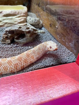 NARA KINGYO MUSEUMに投稿された画像（2025/9/23）