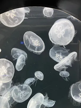 仙台うみの杜水族館に投稿された画像（2025/9/23）