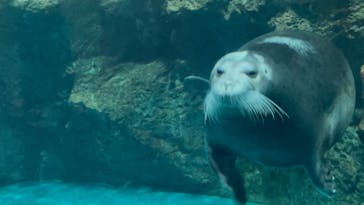 大分マリーンパレス水族館 「うみたまご」に投稿された画像（2025/9/23）