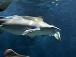 アクアワールド茨城県大洗水族館に投稿された画像（2025/9/23）