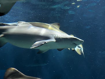 アクアワールド茨城県大洗水族館に投稿された画像（2025/9/23）