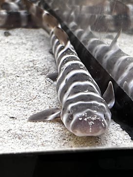 アクアワールド茨城県大洗水族館に投稿された画像（2025/9/23）