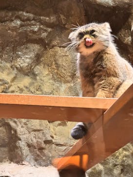 恩賜上野動物園に投稿された画像（2025/9/23）