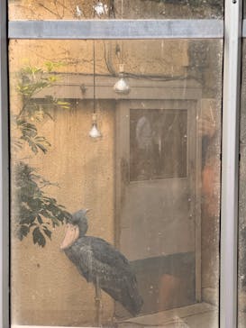 恩賜上野動物園に投稿された画像（2025/9/23）