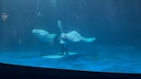 島根県立 しまね海洋館に投稿された画像（2025/9/23）