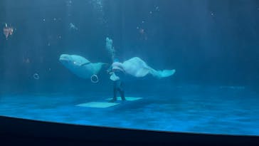 島根県立 しまね海洋館に投稿された画像（2025/9/23）