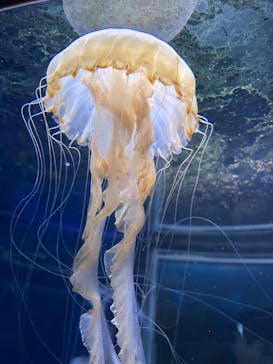 新江ノ島水族館に投稿された画像（2025/9/23）