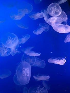 新江ノ島水族館に投稿された画像（2025/9/23）