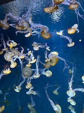 新江ノ島水族館に投稿された画像（2025/9/23）