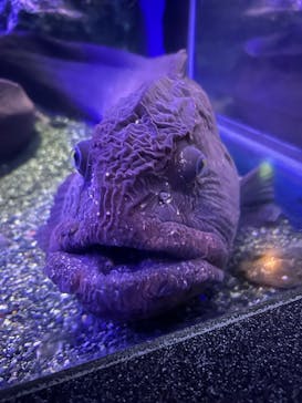 新江ノ島水族館に投稿された画像（2025/9/23）