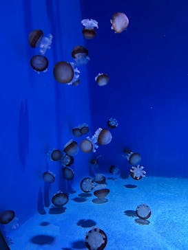 新江ノ島水族館に投稿された画像（2025/9/23）