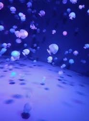 京都水族館×ニデック京都タワーに投稿された画像（2025/9/23）