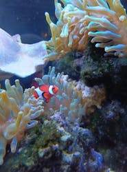 京都水族館×ニデック京都タワーに投稿された画像（2025/9/23）