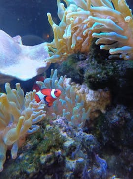 京都水族館×ニデック京都タワーに投稿された画像（2025/9/23）