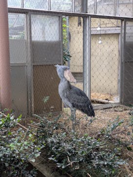恩賜上野動物園に投稿された画像（2025/9/23）