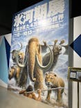 特別展「氷河期展 〜人類が見た4万年前の世界〜」（国立科学博物館）に投稿された画像（2025/9/24）