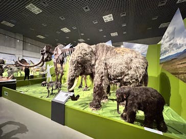 特別展「氷河期展 〜人類が見た4万年前の世界〜」（国立科学博物館）に投稿された画像（2025/9/24）