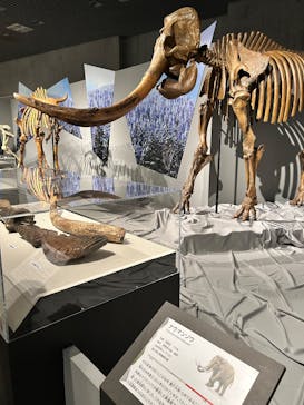 特別展「氷河期展 〜人類が見た4万年前の世界〜」（国立科学博物館）に投稿された画像（2025/9/24）