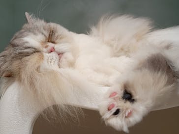 Cat Café MOFF 静岡PARCO店に投稿された画像（2025/9/24）