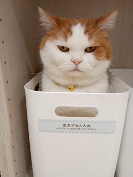 Cat Café MOFF 静岡PARCO店に投稿された画像（2025/9/24）