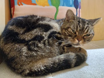 Cat Café MOFF 静岡PARCO店に投稿された画像（2025/9/24）