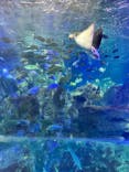 大分マリーンパレス水族館 「うみたまご」に投稿された画像（2025/9/24）