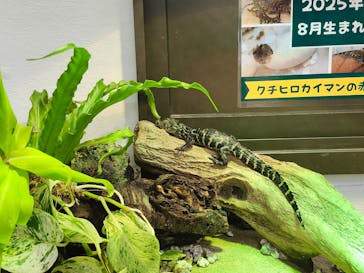 熱川バナナワニ園に投稿された画像（2025/9/24）