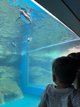 アクアワールド茨城県大洗水族館に投稿された画像（2025/9/24）