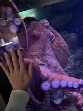 新江ノ島水族館に投稿された画像（2025/9/24）