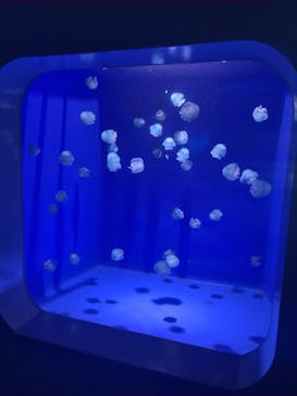 新江ノ島水族館に投稿された画像（2025/9/24）