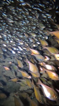 武藤潜水に投稿された画像（2025/9/24）