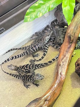 熱川バナナワニ園に投稿された画像（2025/9/24）