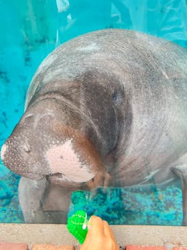 熱川バナナワニ園に投稿された画像（2025/9/24）