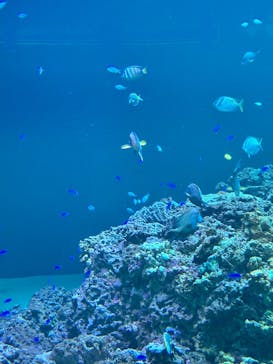 葛西臨海水族園に投稿された画像（2025/9/24）