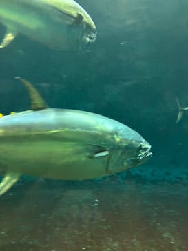 葛西臨海水族園に投稿された画像（2025/9/24）