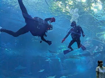 沖縄美ら海水族館に投稿された画像（2025/9/24）