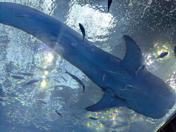 沖縄美ら海水族館に投稿された画像（2025/9/24）