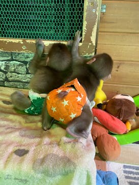 おさるランド＆アニタウン　日光さる軍団劇場に投稿された画像（2025/9/24）